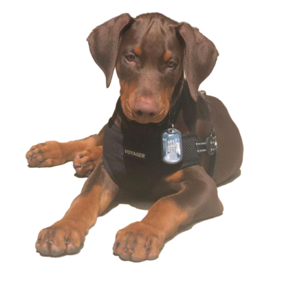 Blue Doberman