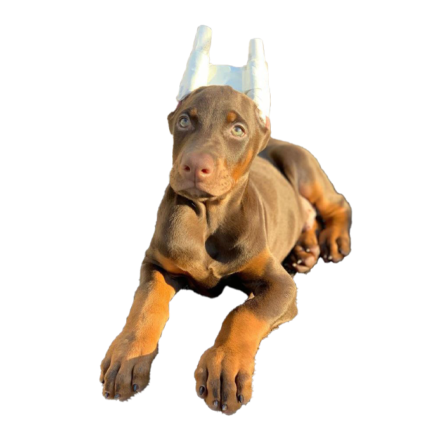 Red Doberman