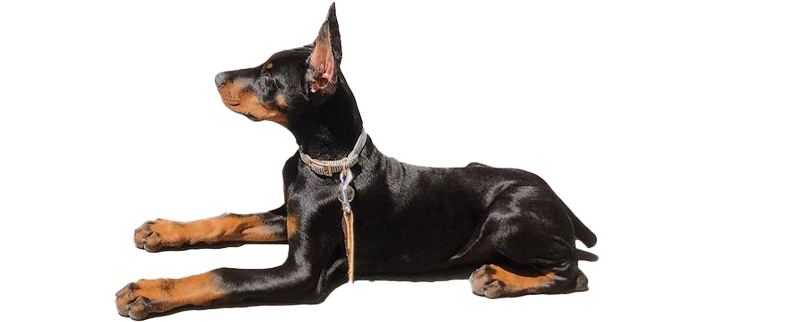 Quality Doberman